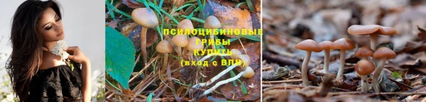 гашик Корсаков